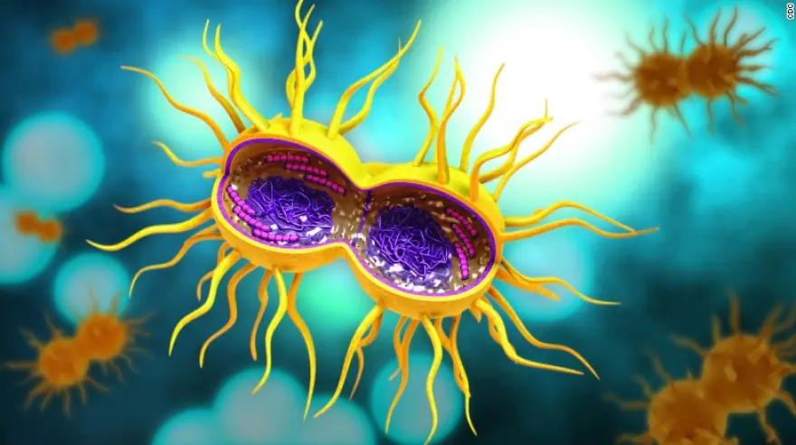Ilustración microscópica de bacterias con forma alargada sobre fondo colorido.